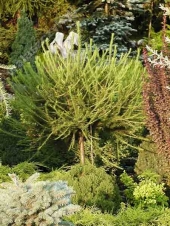 Larix decidua 'Kórnik' 